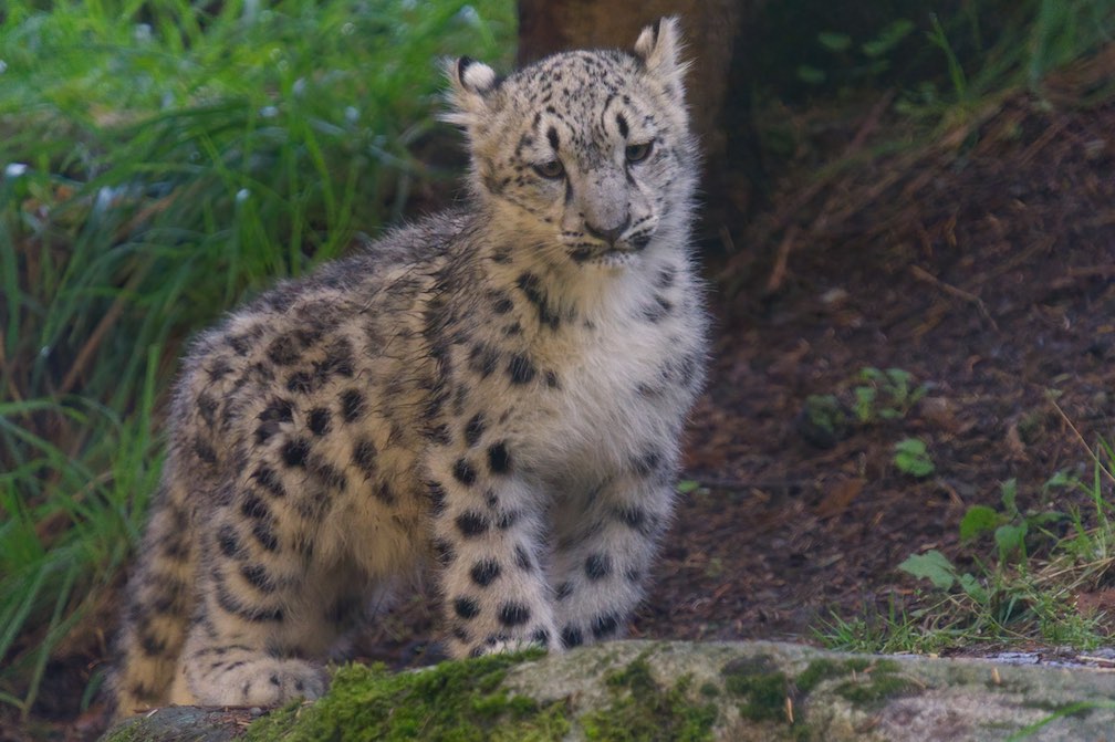 Snow Leopard 1006